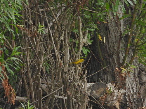 iNaturalist observation photo of Northern Yellow Warbler