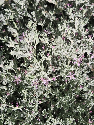iNaturalist observation photo of Alkali Heath