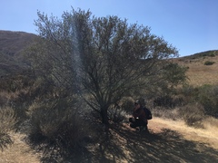 Ceanothus megacarpus megacarpus