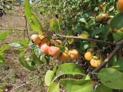 Malus × dawsoniana