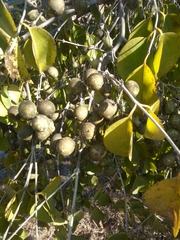 Strychnos madagascariensis