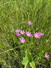 Sabatia dodecandra, photograph (c) harrier, some rights reserved (CC BY)