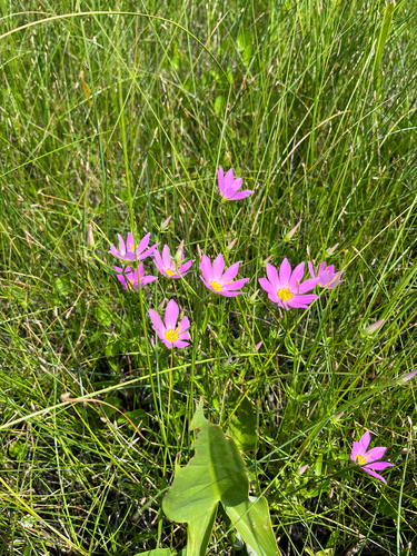 Marsh Rose Gentian (Sabatia dodecandra)
