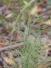 Equisetum arvense