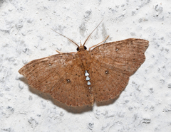 Cyclophora megista