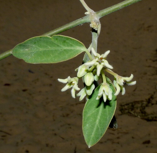 Leptadenia madagascariensis