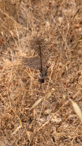 View observation of {o.common_name} on iNaturalist