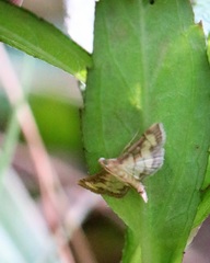 Spilomelini