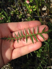 Pedicularis sudetica interior