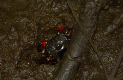 Neosarmatium smithi