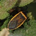 California Bordered Plant Bug - Photo (c) Jason M Crockwell, some rights reserved (CC BY-NC-ND), uploaded by Jason M Crockwell