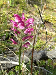 Pedicularis sudetica interior