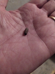 Sceliphron curvatum