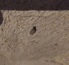 Sceliphron curvatum