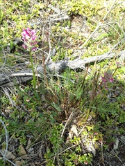 Pedicularis sudetica interior