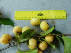 Malus × dawsoniana