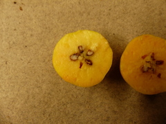 Malus × dawsoniana