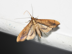 Anarmodia