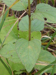 Scrophularia nodosa