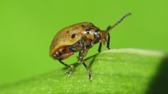 Plectonycha correntina