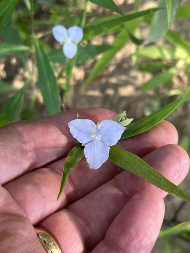 Tradescantia paludosa
