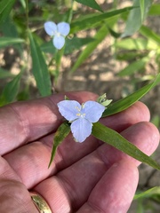 swamp spiderwort (Tradescantia paludosa) · iNaturalist