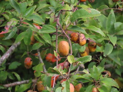 Malus × dawsoniana