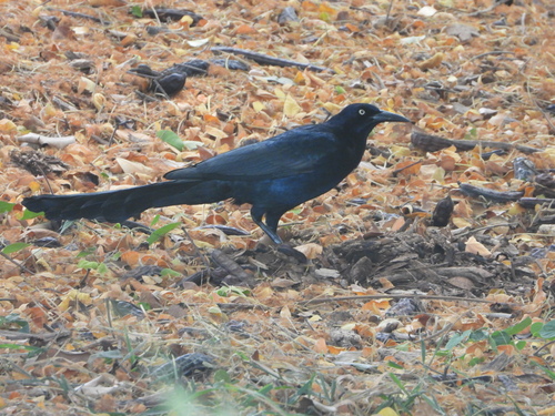 Quiscalus mexicanus observed 2022-06-14