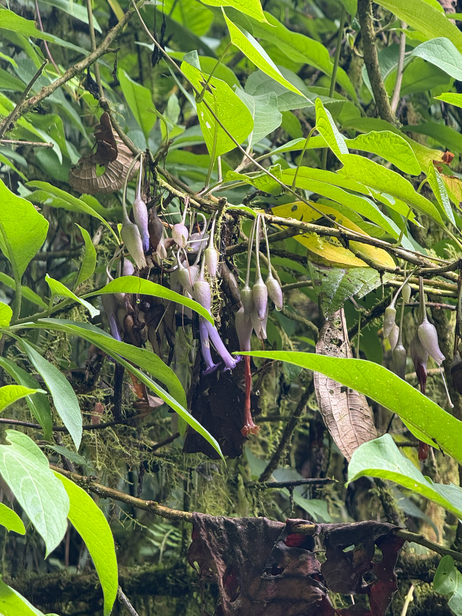 Moripa Datura (Iochroma calycinum)