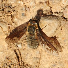 Poecilanthrax californicus