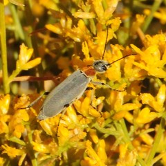 Epicauta wheeleri