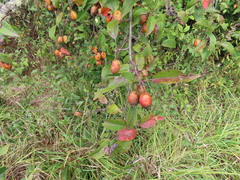Malus × dawsoniana