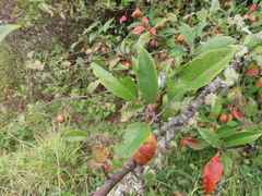 Malus × dawsoniana