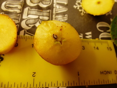 Malus × dawsoniana