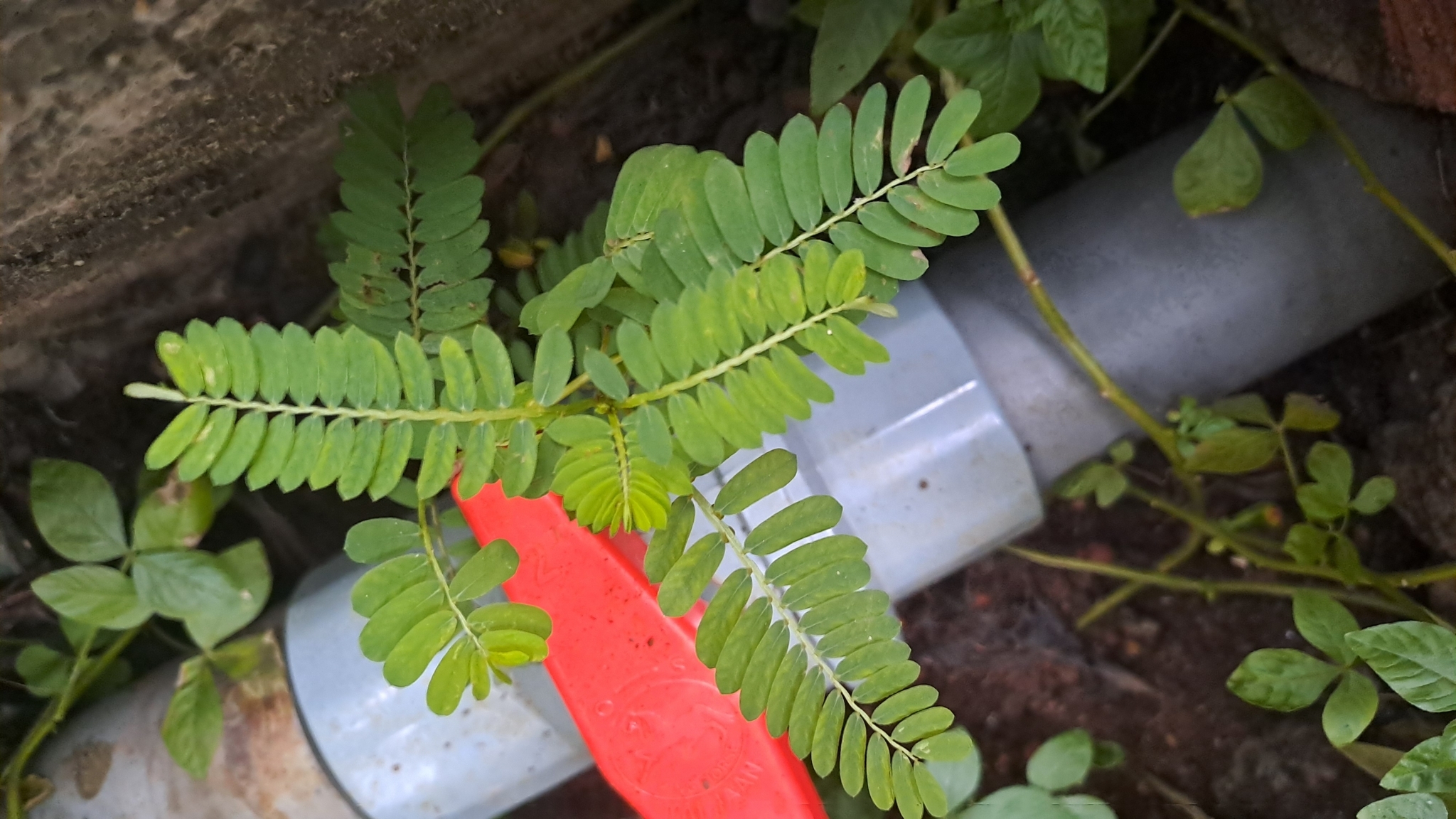 Phyllanthus urinaria — ảnh 3
