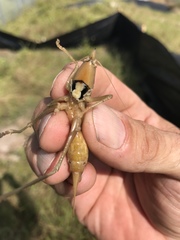 Belocephalus sabalis