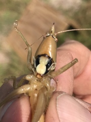 Belocephalus sabalis