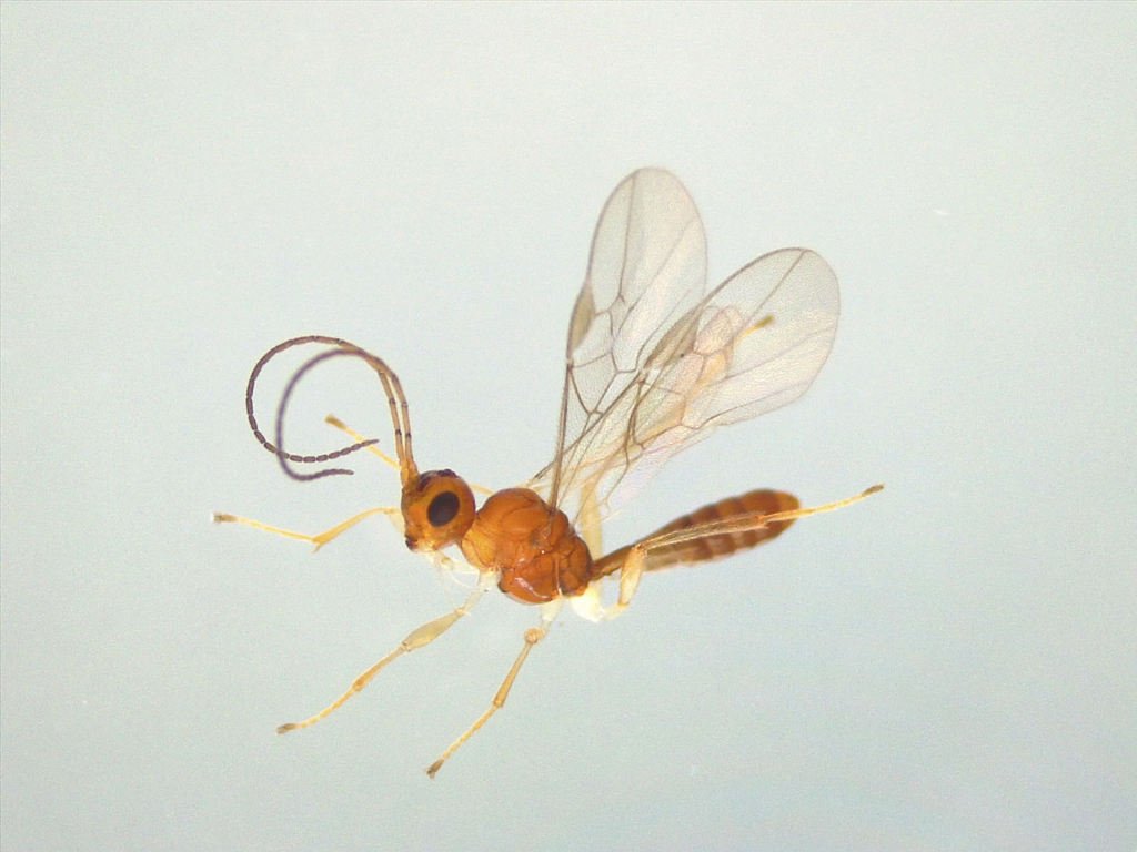 Meteorideinae