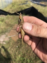 Belocephalus sabalis