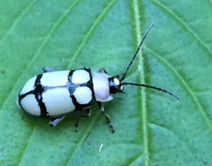 Omophoita octoguttata
