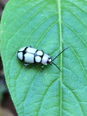 Omophoita octoguttata