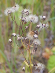 Hieracium umbellatum