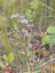 Hieracium umbellatum