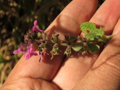 Stachys bogotensis