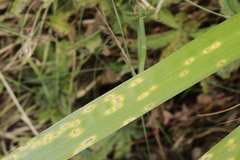 Puccinia iridis