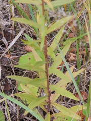 Hieracium umbellatum