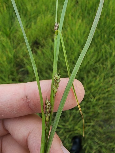 saltmarsh sedge (Carex salina)