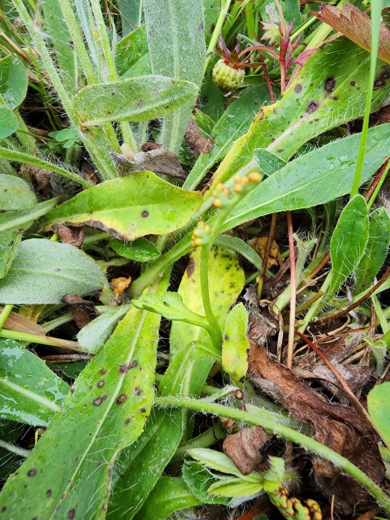 Botrychium tenebrosum (Botrychium tenebrosum)