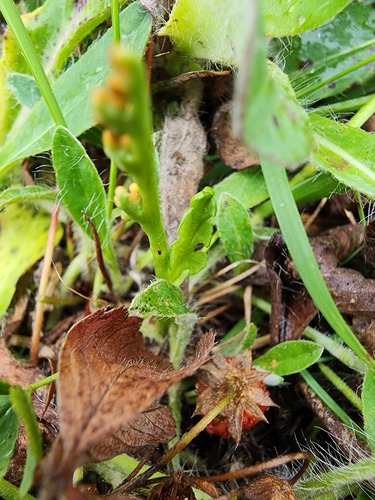 Botrychium tenebrosum (Botrychium tenebrosum)