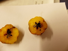 Malus × dawsoniana